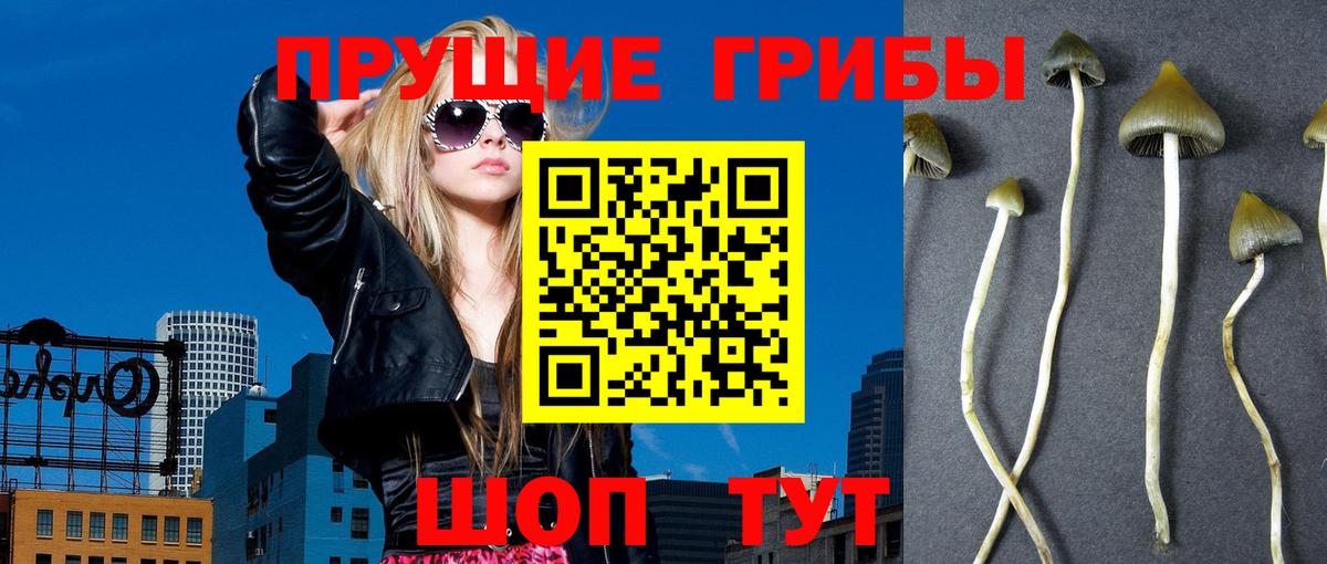 Псилоцибиновые грибы Psilocybe Шебекино