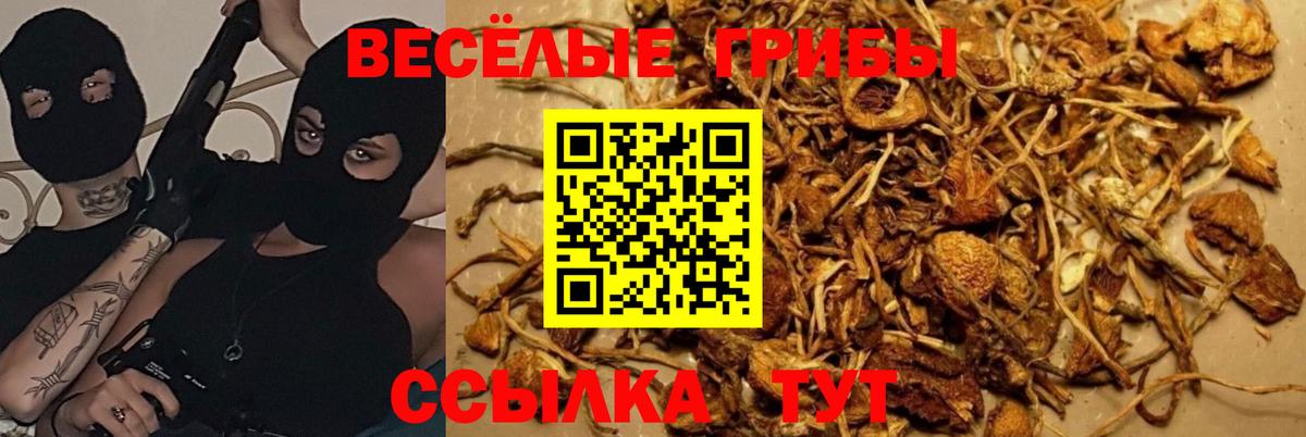 Галлюциногенные грибы Psilocybine cubensis  Вход с VPN  Шебекино  Галлюциногенные грибы Psilocybine cubensis 